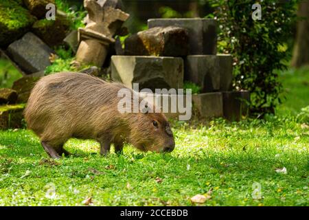 Un capybara (Hydrochoerus hydrochaeris) su un prato verde fresco Foto Stock