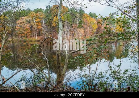 Guardando attraverso gli alberi e i cespugli che circondano il colorato alberi d'autunno intorno al lago che sta specchiando il colori in un giorno luminoso in ritardo Foto Stock