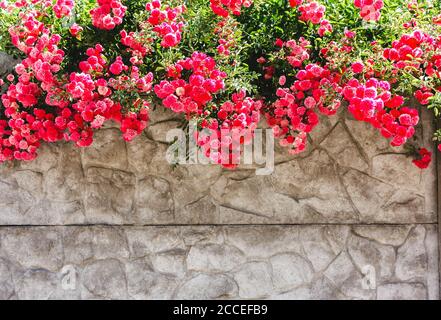 Fiori rosa, rose su una parete grigia in pietra, recinzione Foto Stock