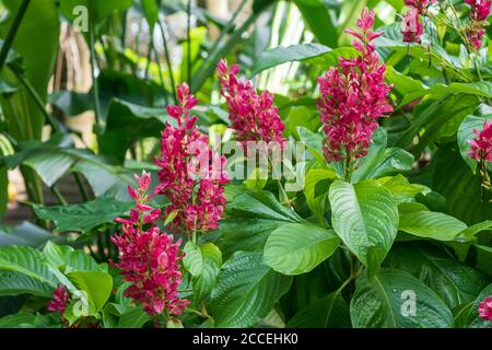 (Megaskepasma erythrochlamys) - Florida, Stati Uniti Foto Stock