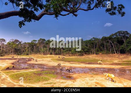Elefanti forestali africani (Loxodonta africana ciclotis) a Dzanga Bai. Gli elefanti visitano le radure della foresta (BAI) per ottenere sale che viene disciolto in t. Foto Stock