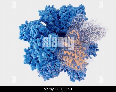 Proteina chinasi II calcio-calmodulina-dipendente, illustrazione Foto Stock