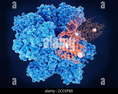 Proteina chinasi II calcio-calmodulina-dipendente, illustrazione Foto Stock