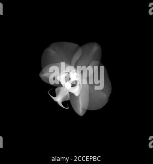 Orchidea (Phalaenopsis sp.), radiografia Foto Stock