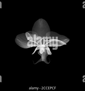 Orchidea (Phalaenopsis sp.), radiografia Foto Stock