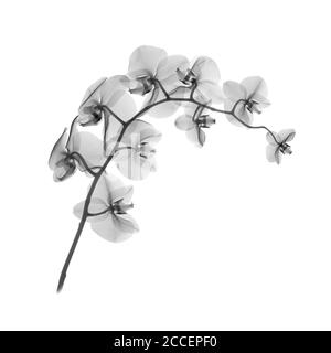 Orchidea (Phalaenopsis sp.), radiografia Foto Stock