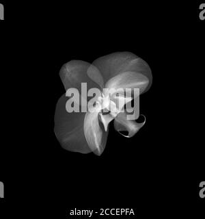 Orchidea (Phalaenopsis sp.), radiografia Foto Stock