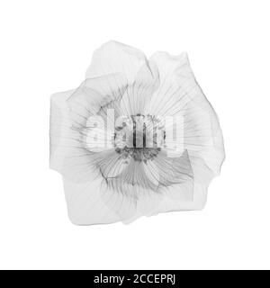 Fiore anemone, raggi X. Foto Stock