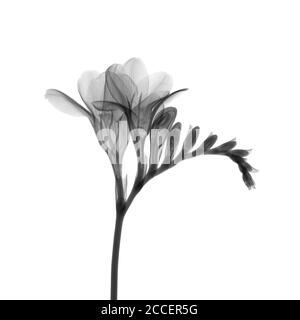 Freesia, raggi X. Foto Stock