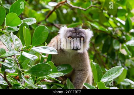 Un maki marrone si nasconde nella corona di un albero Foto Stock