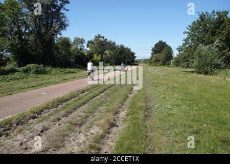 Pista ciclabile olandese per le dune e la foresta con ciclisti e un cane. Cingoli delle ruote sul lato della strada nell'erba. Estate, agosto, Paesi Bassi. Foto Stock