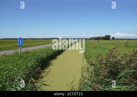 Paesaggio olandese prato. Un fosso con anatre, lungo una stretta strada senza uscita attraverso i prati. Vicino al villaggio di Bergen. Estate Foto Stock
