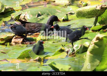 Moorhen con i suoi pulcini che camminano sulle piazzole di Lilly in un laghetto, County Durham, Inghilterra, UK Foto Stock