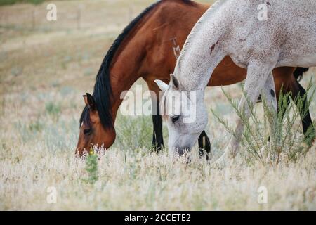 Due cavalli che mangiano insieme in campo Foto Stock