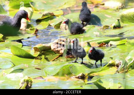 Moorhen con i suoi pulcini che camminano sulle piazzole di Lilly in un laghetto, County Durham, Inghilterra, UK Foto Stock