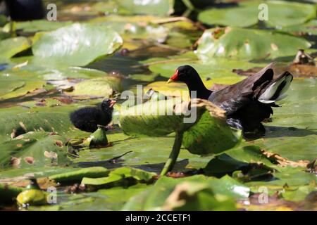 Moorhen con i suoi pulcini che camminano sulle piazzole di Lilly in un laghetto, County Durham, Inghilterra, UK Foto Stock