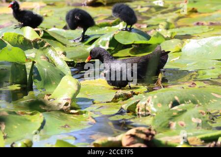 Moorhen con i suoi pulcini che camminano sulle piazzole di Lilly in un laghetto, County Durham, Inghilterra, UK Foto Stock