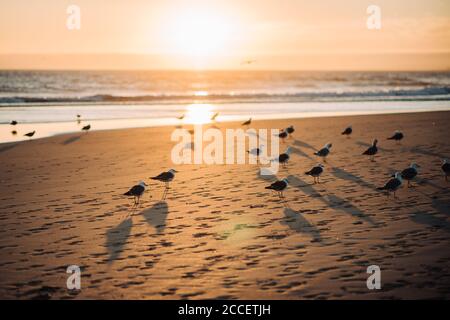 Gruppo di gabbiani sulla spiaggia vuota all'ora d'oro Foto Stock