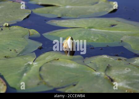 Giglio di acqua. Nymphaea è un genere di piante acquatiche dure e teneri Foto Stock