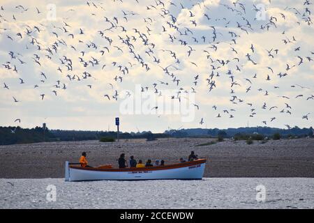 Gite in barca a Blakeney per vedere le foche e la colonia di felci Seabird con volo galleggiante sulle ali lunghe Adulti è grigio parte posteriore e parte superiore con cappuccio scuro smerigliato Foto Stock