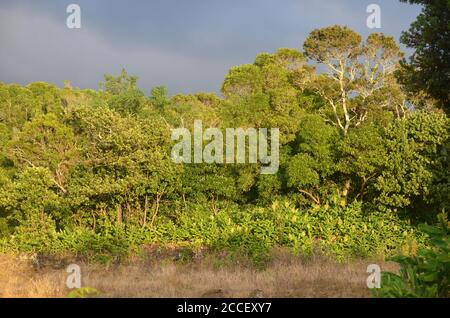 Foresta secondaria coltivata nel bioma di laurisilva dell'isola di Pico (Azzorre, Portogallo), dominata dalla specie altamente invasiva Pittosporum undulatum Foto Stock