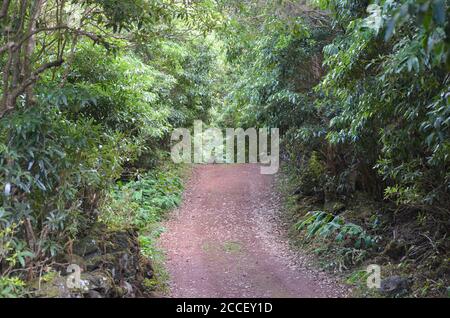 Foresta secondaria coltivata nel bioma di laurisilva dell'isola di Pico (Azzorre, Portogallo), dominata dalla specie altamente invasiva Pittosporum undulatum Foto Stock