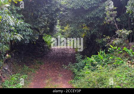 Foresta secondaria coltivata nel bioma di laurisilva dell'isola di Pico (Azzorre, Portogallo), dominata dalla specie altamente invasiva Pittosporum undulatum Foto Stock