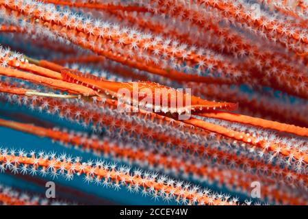 Blue Tunicate, Clavelina, Kimbe Bay, New Britain, Papua Nuova Guinea Foto Stock