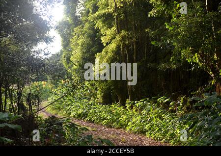 Foresta secondaria coltivata nel bioma di laurisilva dell'isola di Pico (Azzorre, Portogallo), dominata dalla specie altamente invasiva Pittosporum undulatum Foto Stock