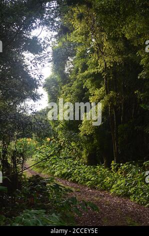 Foresta secondaria coltivata nel bioma di laurisilva dell'isola di Pico (Azzorre, Portogallo), dominata dalla specie altamente invasiva Pittosporum undulatum Foto Stock