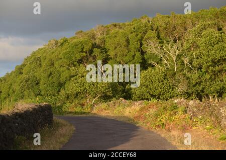 Foresta secondaria coltivata nel bioma di laurisilva dell'isola di Pico (Azzorre, Portogallo), dominata dalla specie altamente invasiva Pittosporum undulatum Foto Stock