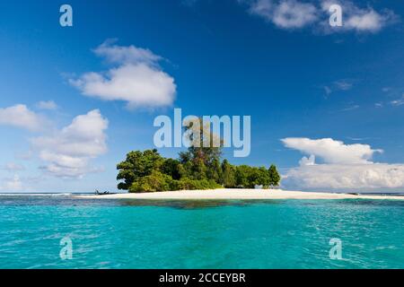 Hawksbill Sea Turtle hatchlings sulla loro strada verso il mare, Eretmochelys imbricata, Nuova Irlanda, Papua Nuova Guinea Foto Stock