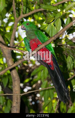 I crinoidi della barriera corallina, Comanthina schlegeli, Nuova Irlanda, Papua Nuova Guinea Foto Stock