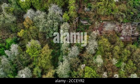 Foresta primaverile vicino a Kastel-Stadt, Renania-Palatinato, Germania Foto Stock