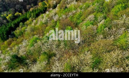 Foresta primaverile vicino a Kastel-Stadt, Renania-Palatinato, Germania Foto Stock