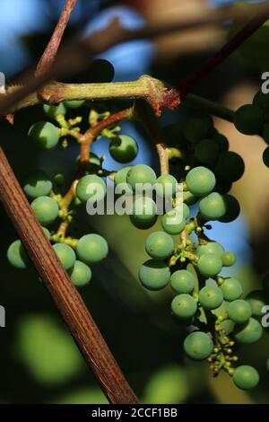 Uve verdi selvatiche immature che crescono sulla vite, Hokkaido Giappone Foto Stock