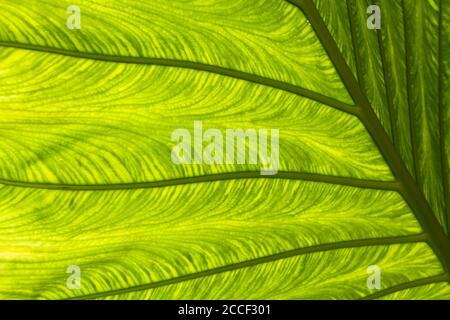 Colocasia, parte inferiore delle foglie, vene delle foglie, struttura Foto Stock