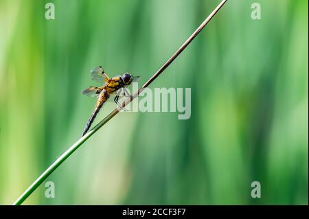 Il cacciatore a quattro macchie (Libellula quadrimaculata) libellula su lame di erba, bel primo piano con dettagli. Foto Stock