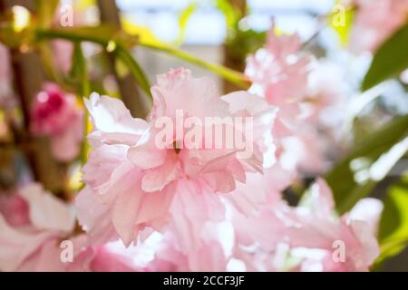 Berlino, ultimo piano, terrazza, ciliegio giapponese, fioritura dei ciliegi, sakura Foto Stock