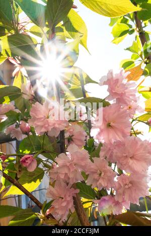 Berlino, ultimo piano, terrazza, ciliegio giapponese, fioritura dei ciliegi, sakura, raggi del sole Foto Stock