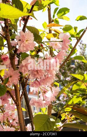 Berlino, ultimo piano, terrazza, ciliegio giapponese, fioritura dei ciliegi, sakura Foto Stock