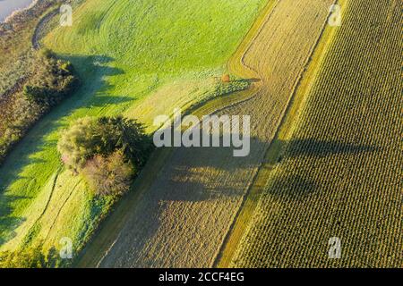 Prati e campi di mais, vicino a Egling, vista aerea, alta Baviera, Baviera, Germania Foto Stock