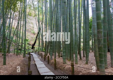 Kanagawa, Giappone - la foresta di bambù al tempio di Hokokuji a Kamakura, Kanagawa, Giappone. Il tempio fu originariamente costruito nel 1334. Foto Stock