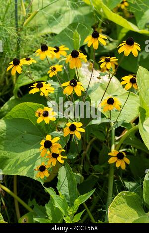 Rudbeckia laciniata fiorire al campo estivo, Isehara City, Prefettura di Kanagawa, Giappone. Questo fiore è invasivo specie aliena in Giappone. Foto Stock