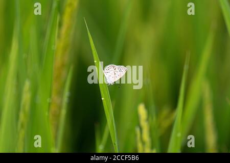 Blu erba pallido (Zizeeria maha), su pianta di riso, Isehara Città, Prefettura di Kanagawa, Giappone Foto Stock