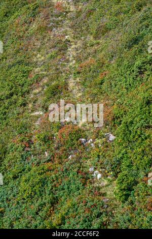 Austria, Montafon, Schruns, vegetazione al Sennigratbahn. Foto Stock