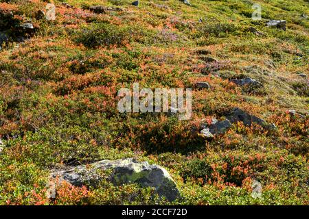 Austria, Montafon, paesaggio sopra il Lago di Silvretta con la tipica flora alpina. Foto Stock