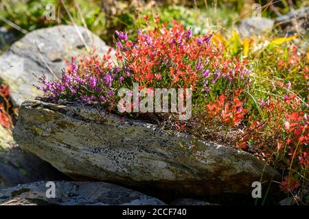 Austria, Montafon, tipica flora alpina su una roccia. Foto Stock