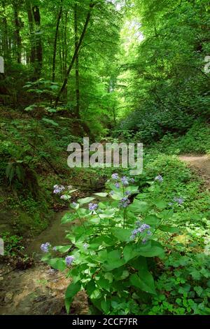 Germania, Baden-Württemberg, Überlingen-Hödingen, foglia d'argento persistente, Lunaria rediviva, sul Tobelbach nel Hödinger Tobel. Foto Stock