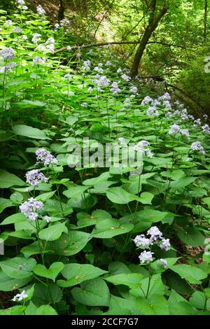 Germania, Baden-Württemberg, Überlingen-Hödingen, foglia d'argento persistente, Lunaria rediviva, sul Tobelbach nel Hödinger Tobel. Foto Stock